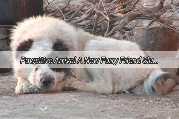 Pawsitive Arrival A New Furry Friend Slumbers Quietly in Their First Night Home